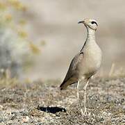 Cream-colored Courser