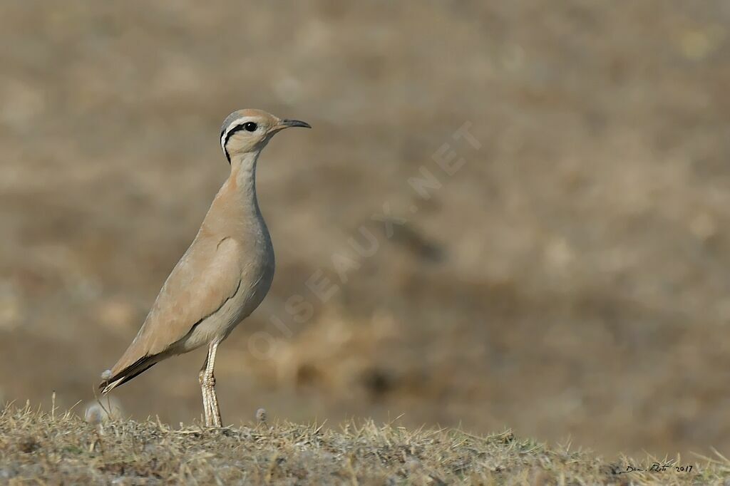 Cream-colored Courser