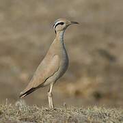 Cream-colored Courser