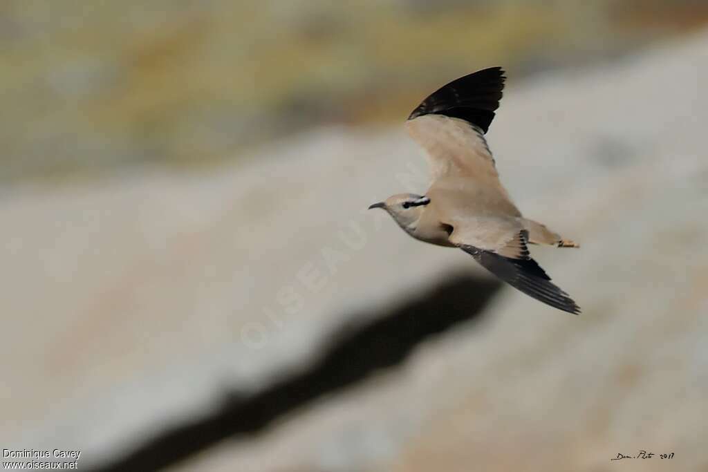 Cream-colored Courseradult, Flight