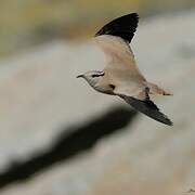 Cream-colored Courser