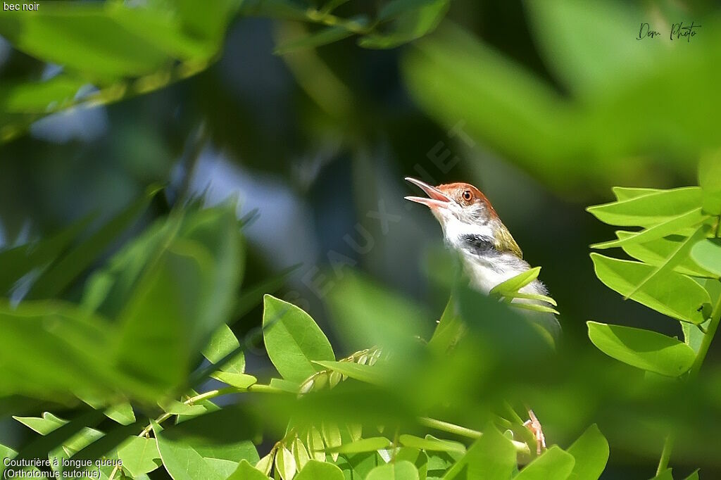 Common Tailorbird