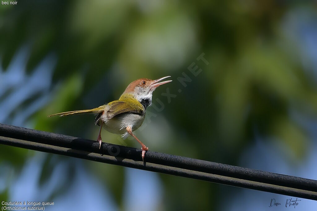 Common Tailorbird