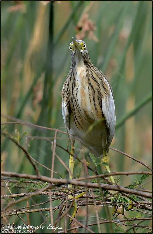 Squacco Heron, close-up portrait