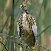 Squacco Heron