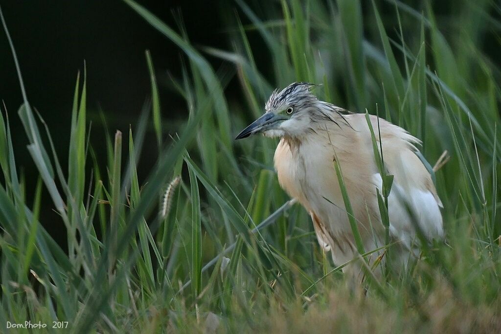 Squacco Heron