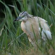 Squacco Heron