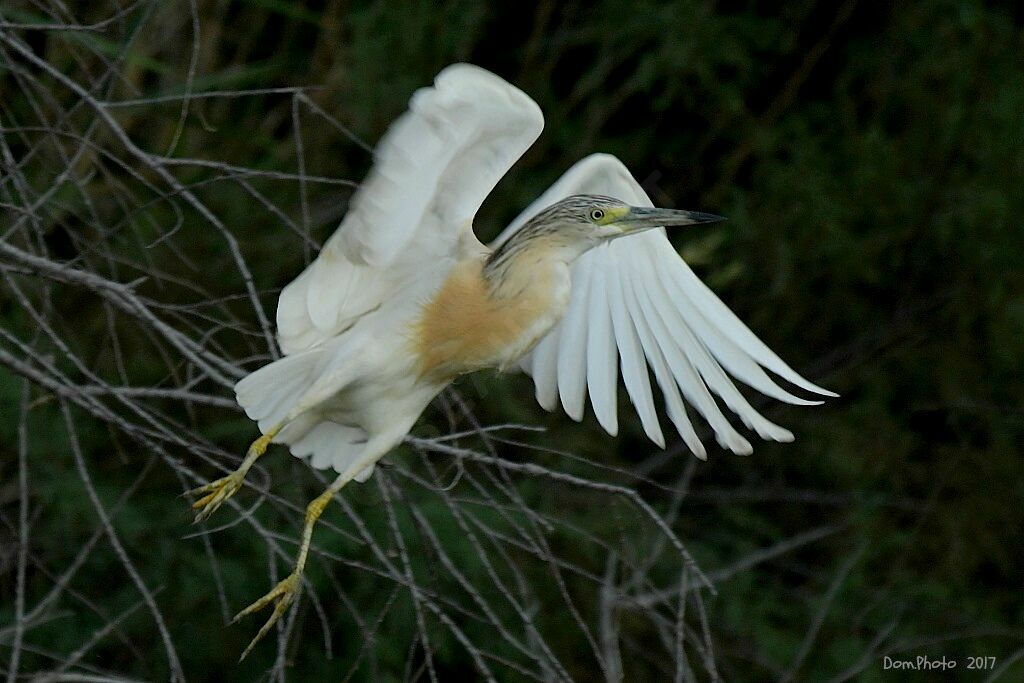 Squacco Heron