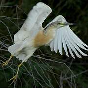 Squacco Heron