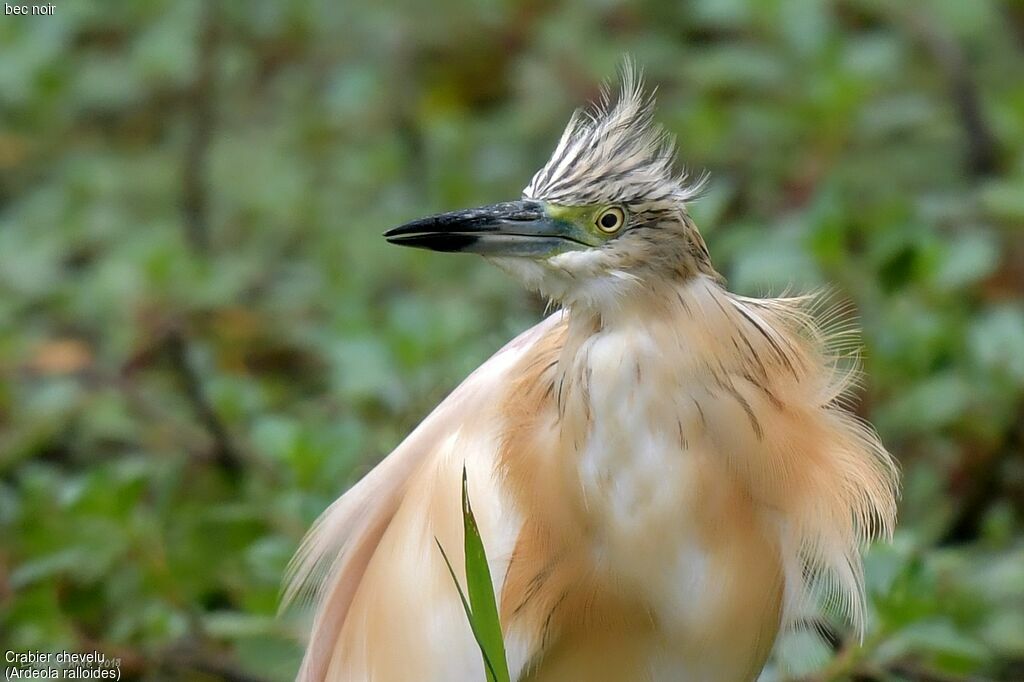 Squacco Heron male adult breeding