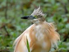 Squacco Heron