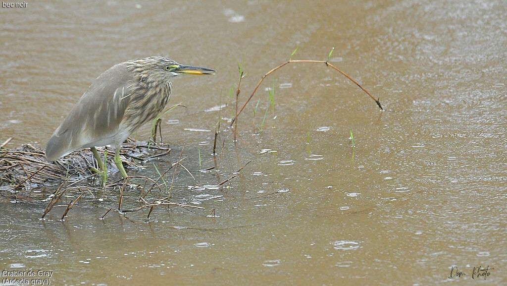 Indian Pond Heron