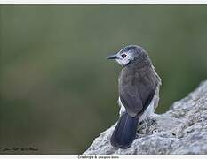 White-rumped Babbler