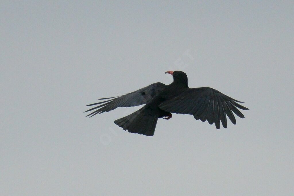 Red-billed Chough