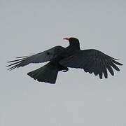 Red-billed Chough