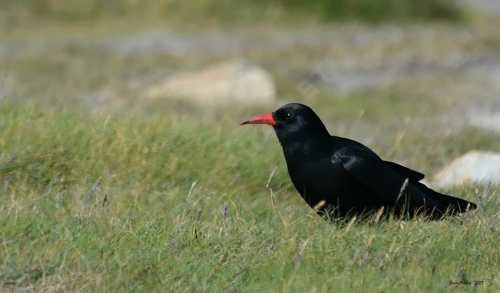 Red-billed Chough