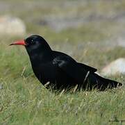 Red-billed Chough