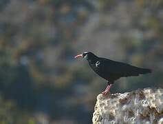 Red-billed Chough