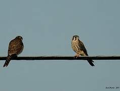 American Kestrel