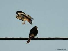 American Kestrel