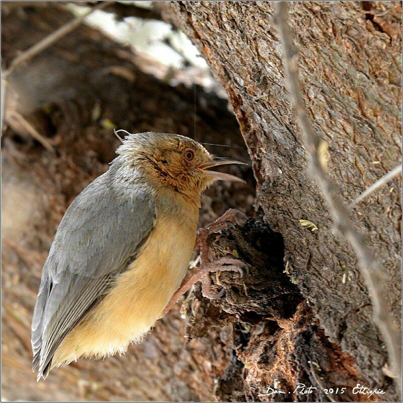 Red-faced Crombec