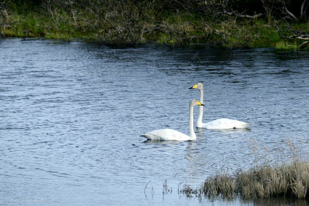 Whooper Swan