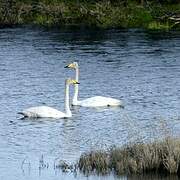 Whooper Swan