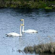 Cygne chanteur