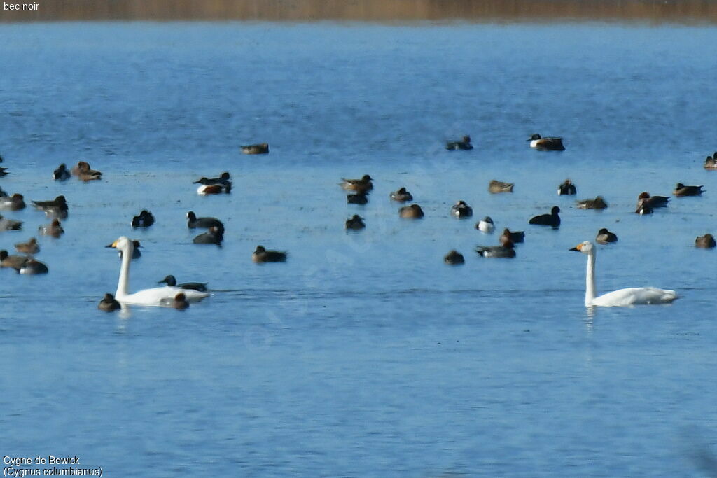 Tundra Swan