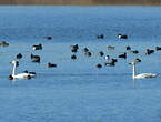 Cygne de Bewick