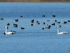 Tundra Swan