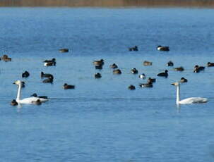 Cygne de Bewick