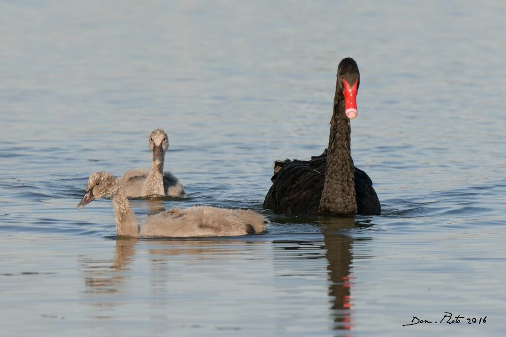 Black Swan