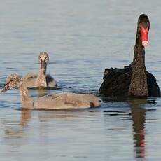 Cygne noir