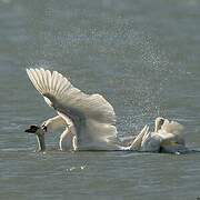 Mute Swan