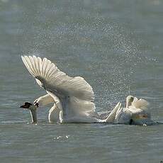 Cygne tuberculé