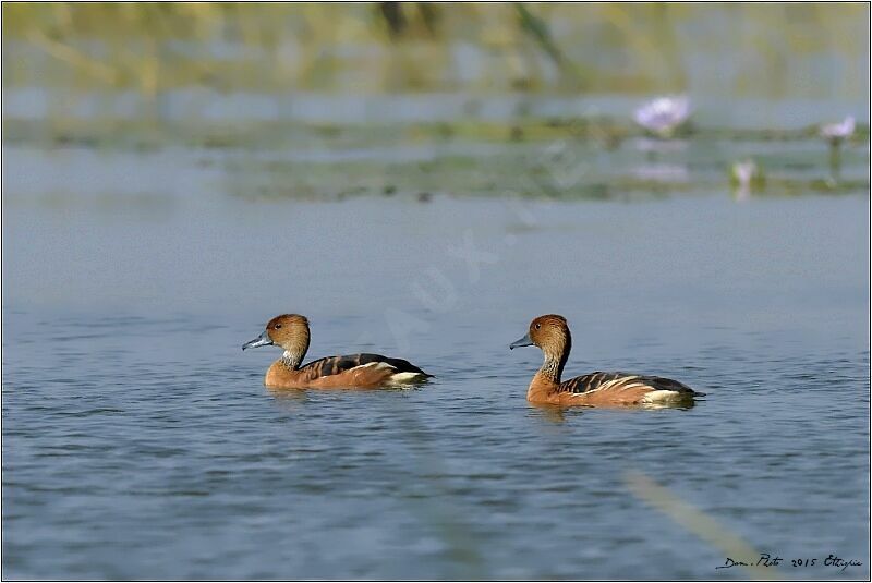 Dendrocygne fauve