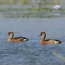 Dendrocygne fauve