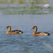 Fulvous Whistling Duck