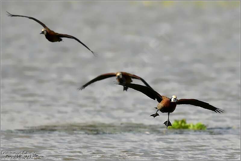 White-faced Whistling Duck, Flight