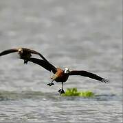 White-faced Whistling Duck