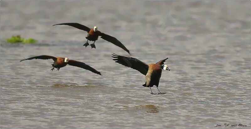 White-faced Whistling Duck