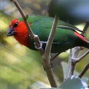 Red-throated Parrotfinch