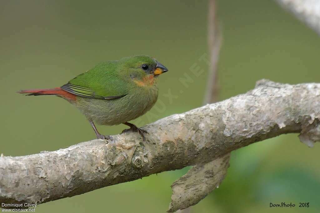 Red-throated Parrotfinchimmature, identification