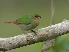 Red-throated Parrotfinch