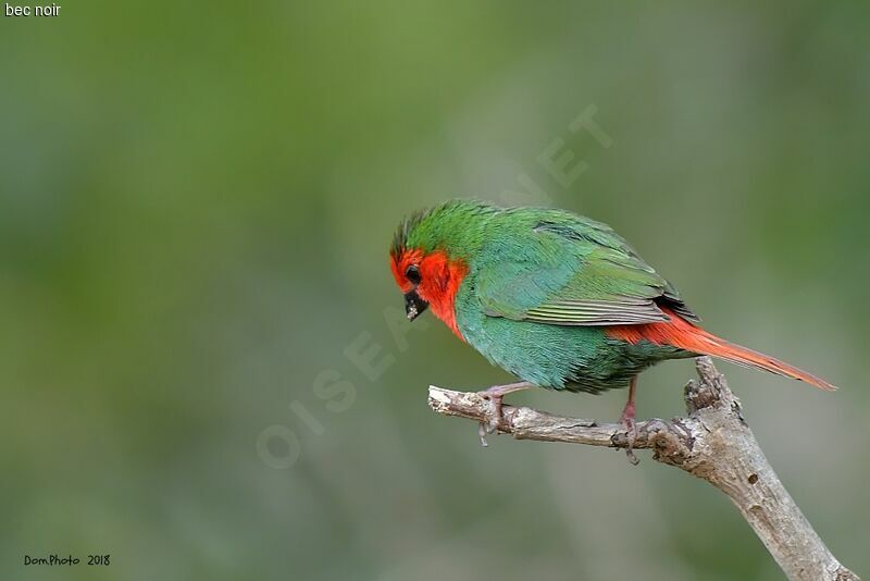 Red-throated Parrotfinchadult