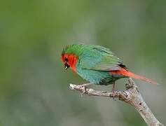 Red-throated Parrotfinch