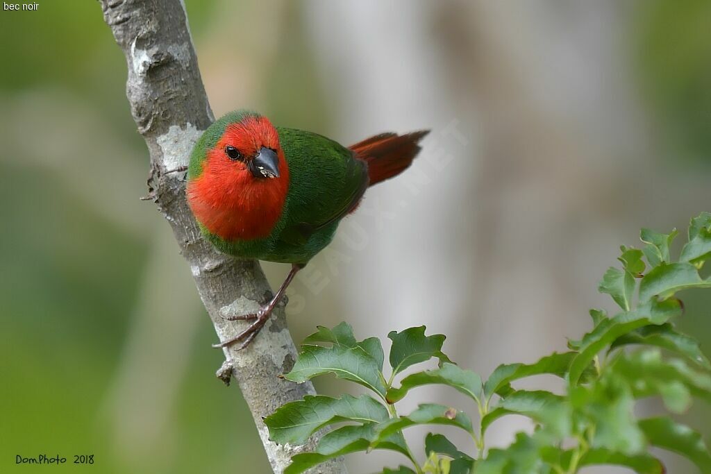 Red-throated Parrotfinchadult