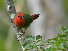 Red-throated Parrotfinch