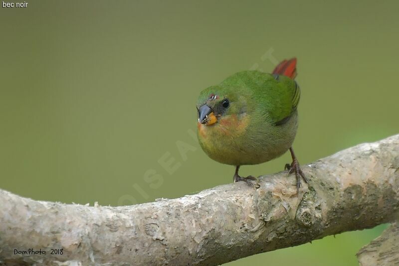 Red-throated Parrotfinchimmature